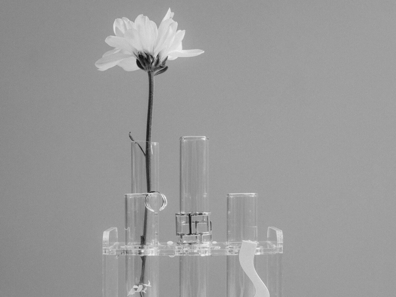 Na rysunku przedstawiono biały kwiatek w laboratorium